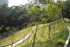 Landscape beautification after slope improvement