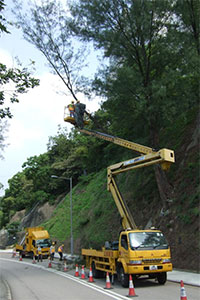 Pruning of trees on slopes