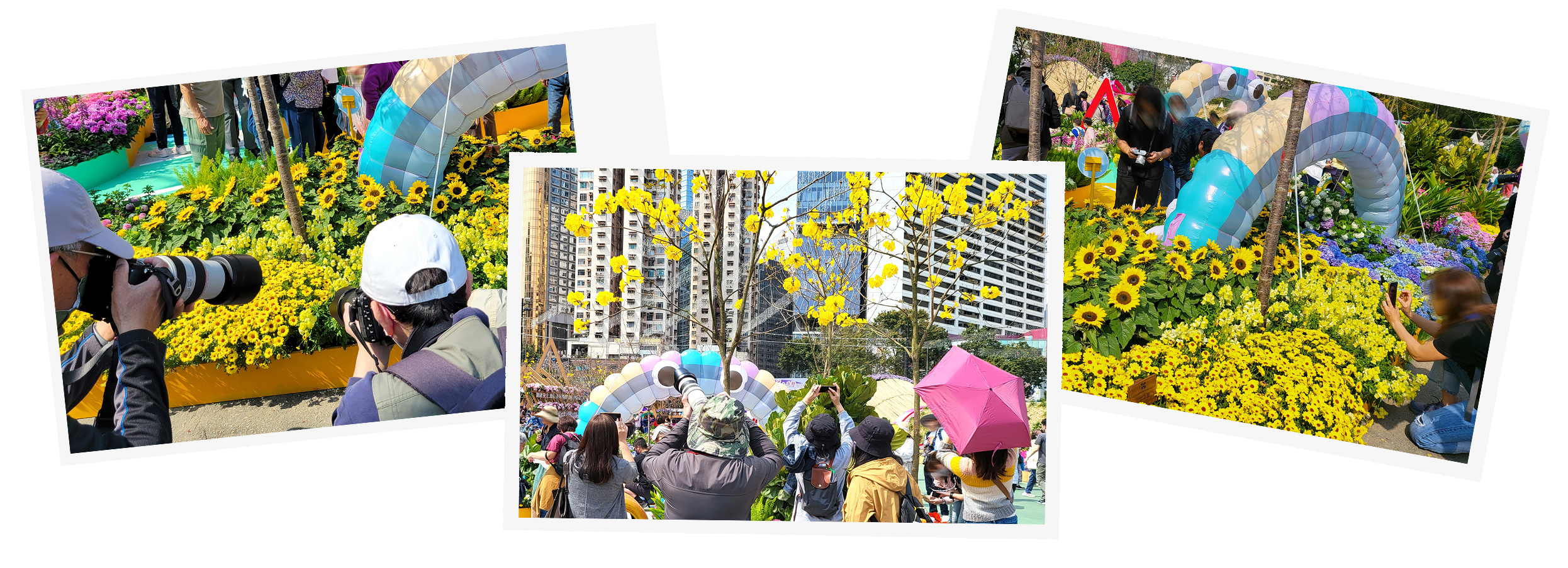 Hong Kong Flower Show 2023