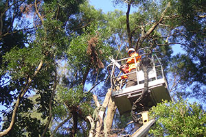 Tree maintenance work