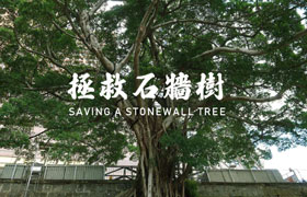 Saving a Stonewall Tree
