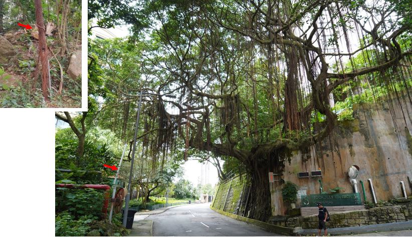 A magnificent stonewall tree at Po Shan Road – The red arrow indicates an aerial root being guided to form a woody supporting root and landed on ground for additional support.