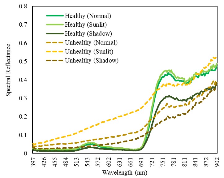 Spectral signatures of representative canopy parts with a different health / light conditions in a single canopy