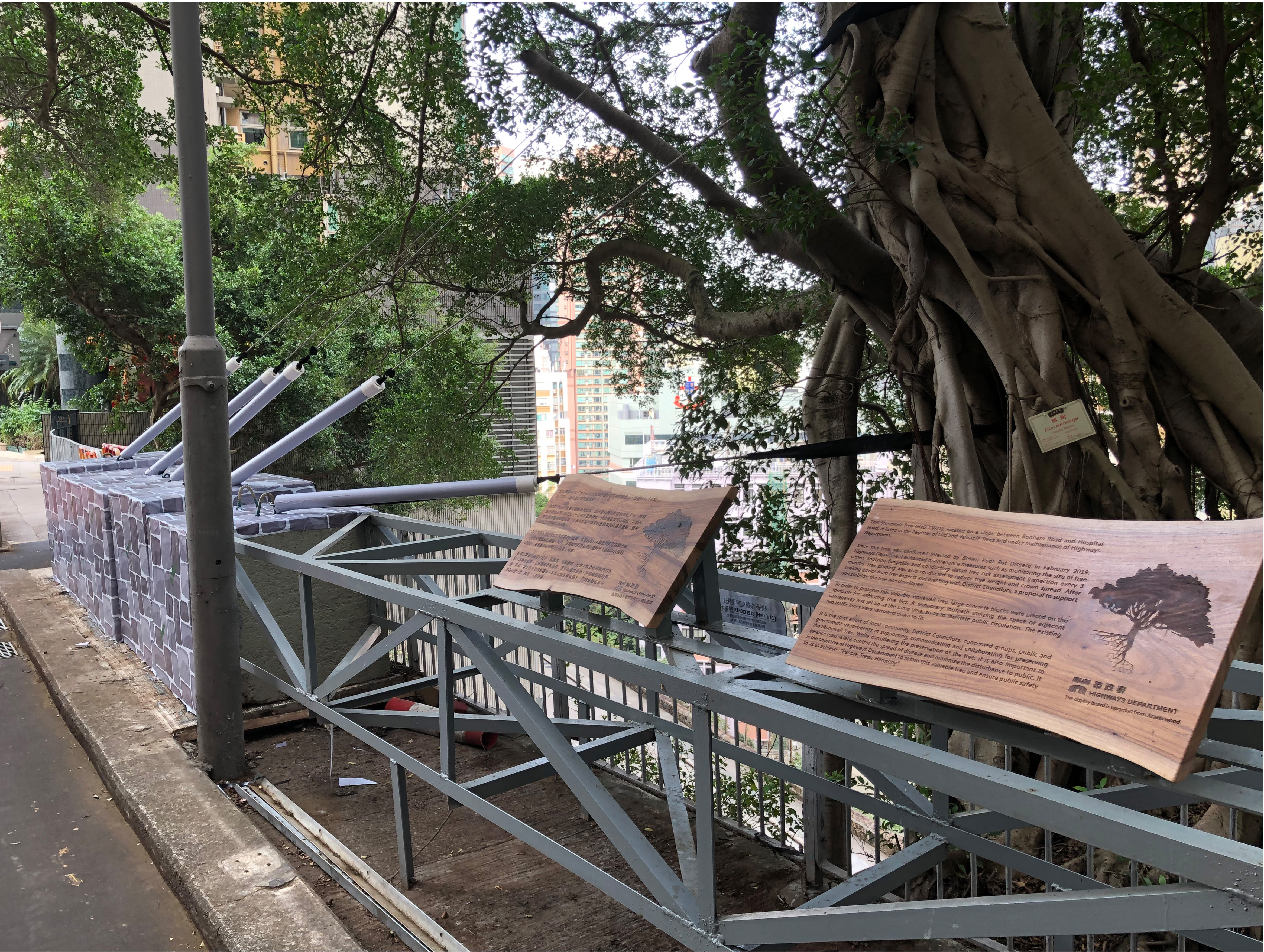 位于香港岛般咸道石墙树下的台湾相思展示板