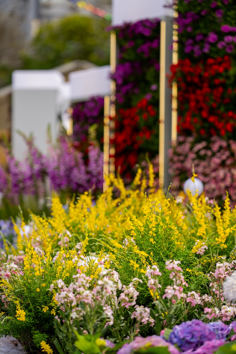 香港花卉展覽2026相片