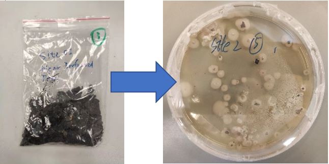 圖3和4 - 褐根病菌的實驗室分離培養
